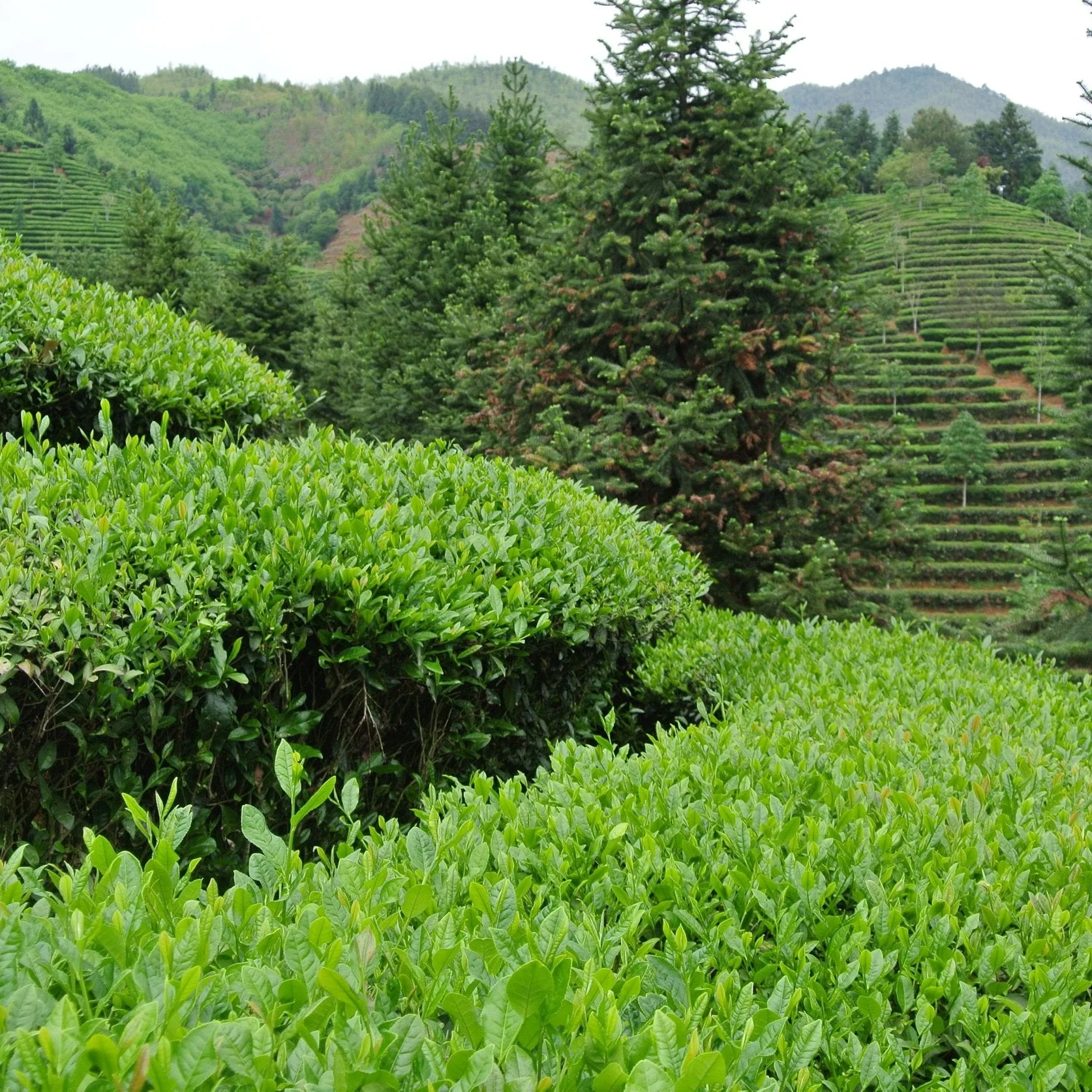 Big Red Robe Tea Wulong Tea - Image 4
