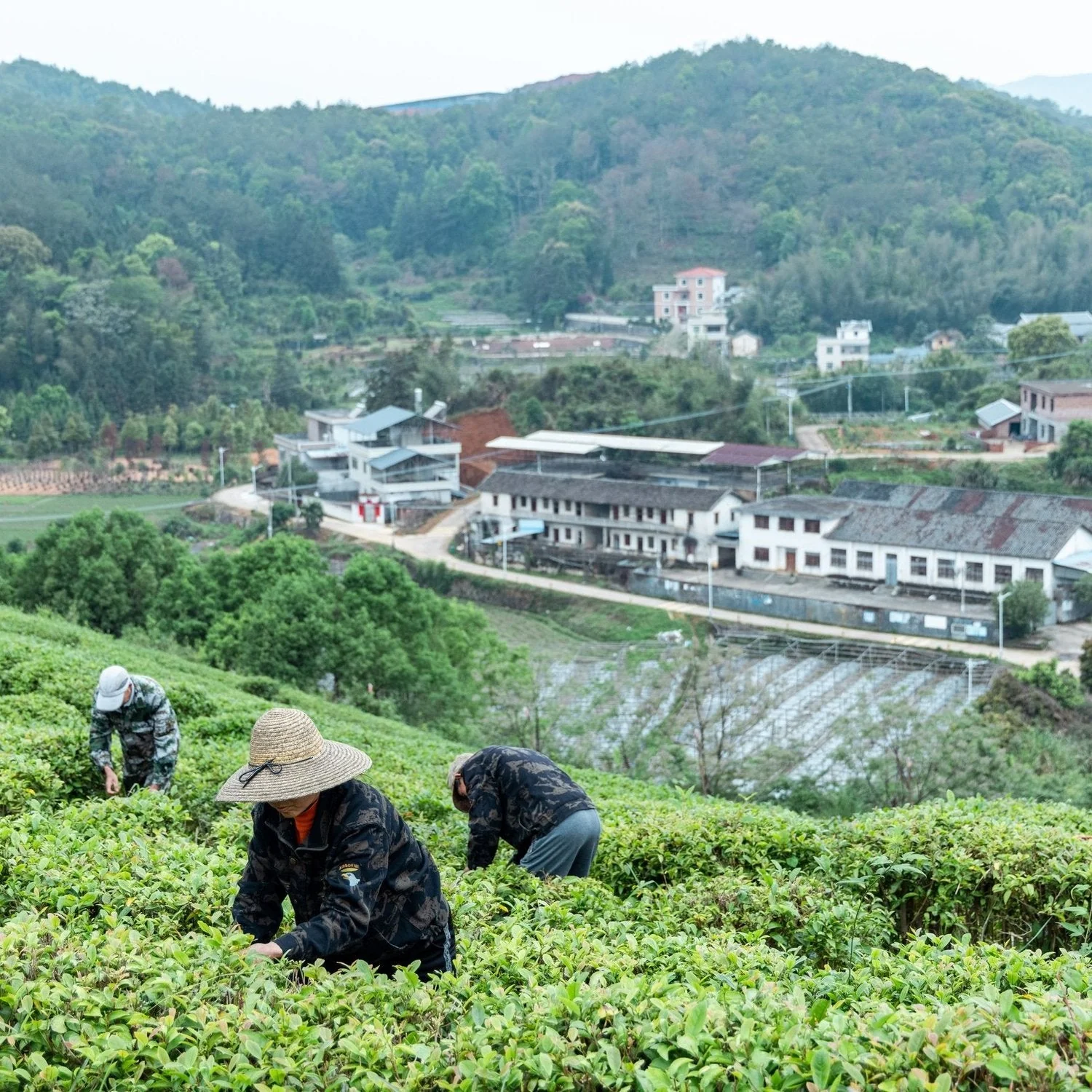 Red Jade Tea - Image 4